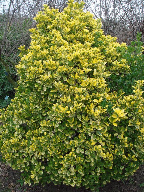 Euonymus japonicus 'Aureus'  P14 P16 P29